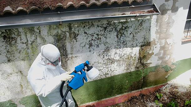 Trusted Black Mold Removal service in Piney Point, MD - Cheap Mold Removal